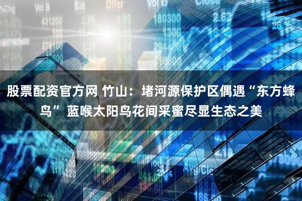 股票配资官方网 竹山：堵河源保护区偶遇“东方蜂鸟” 蓝喉太阳鸟花间采蜜尽显生态之美